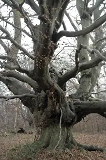 Seaons Prints: Beech Tree: an ancient pollard in winter, Ashridge, Chilterns. UK
