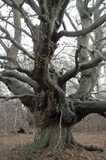 Images Dated 21st December 2005: Beech Tree: an ancient pollard in winter, Ashridge, Chilterns. UK