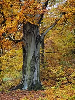 Images Dated 4th November 2014: Beech Tree Autumn