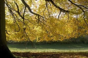 Images Dated 7th November 2008: Beech tree - Backlit in autumn colours. Westonbirt Arboretum Tetbury UK