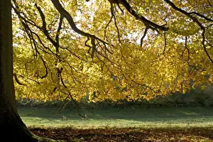 Arboretum Prints: Beech tree - Backlit in autumn colours. Westonbirt Arboretum Tetbury UK