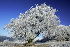 Christmas Collection: Beech Tree - Covered with snow and frost in winter. Meiszner Hills, North Hessen, Germany
