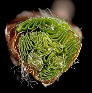 Images Dated 3rd May 2010: Beech Tree - cross-section of bud