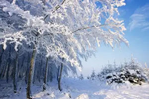 Sympathy Prints: Beech Tree Edge of young wood in winter snow
