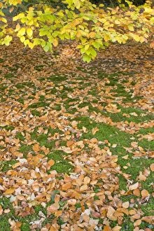 Beech Tree - fallen Autumn leaves on woodland floor