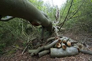 Images Dated 25th June 2012: Beech Tree - fallen - tidied to allow access to walkers