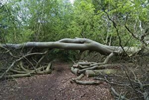 Beech Tree - fallen - tidied to allow access to walkers