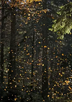 Falling Prints: Beech Tree - Falling leaves