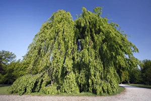 Beech Tree - hanging variety - in park - springtime Beech Tree - hanging variety - in park - springtime