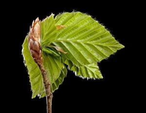 Images Dated 22nd April 2010: Beech Tree - leaf bud opening in spring