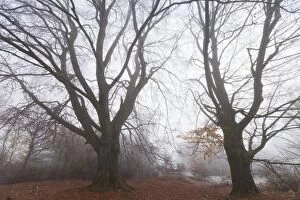 Beech Tree - two mature trees in autumn mist