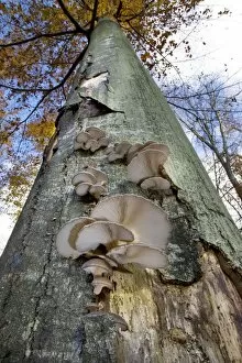 Images Dated 8th November 2008: Beech Tree - Oyster mushroom (Pleurotus ostr)