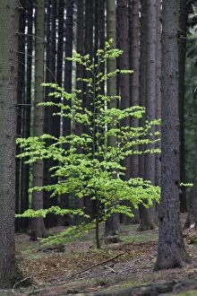 Images Dated 3rd May 2011: Beech Tree - sapling standing amongst fir tree monoculture