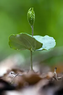 Beech Collection: Beech Tree, seedling germinating in woodland, Hessen, Germany