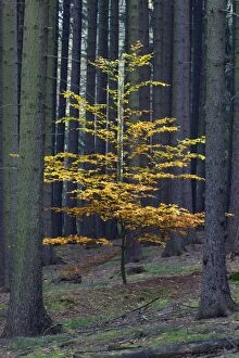 Images Dated 29th October 2011: Beech Tree - single young tree in monoculture of