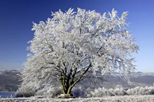 Beech Tree in Winter - Covered with frost and snow in December Meissner Hills, North Hessen, Germany
