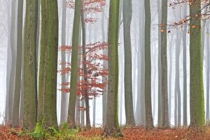 Images Dated 7th November 2011: Beech Tree - woodland shroud in autumn mist