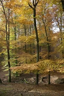 Images Dated 24th October 2012: Beech Trees