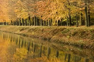Images Dated 17th November 2006: Beech Trees - Autumn colours - along river bank - The Netherlands, Overijssel, Ommen, Eerde estate