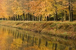 Images Dated 17th November 2006: Beech Trees - Autumn colours - along river bank - The Netherlands, Overijssel, Ommen, Eerde estate