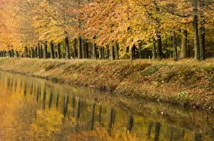 Dutch Prints: Beech Trees - Autumn colours - along river bank - The Netherlands