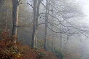 Stems Gallery: Beech Trees - in autumn morning mist Bramwald Forest