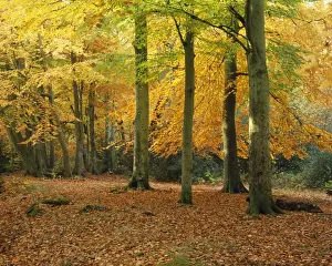 New Forest Prints: Beech Trees - in autumn New Forest, UK