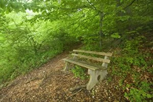 Images Dated 28th April 2011: Beech Trees - bench seat located on a clearing