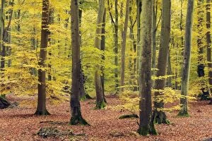 Beech Trees - Forest, Autumn