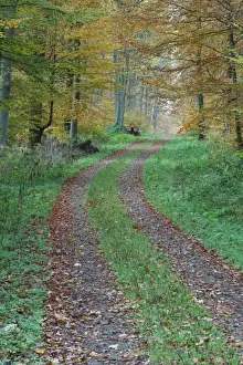 Footpath Prints: Beech Trees - forest and woodland track - autumn - Hessen - Germany
