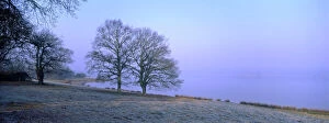 Frost Collection: Beech Trees - At lakeside on frosty winter morning Rutland Water UK