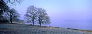 Dawn Prints: Beech Trees - At lakeside on frosty winter morning Rutland Water UK
