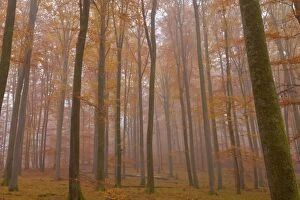 Images Dated 7th November 2011: Beech Trees - morning fog in beech forest with