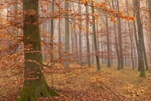 Images Dated 7th November 2011: Beech Trees - morning fog in beech forest with