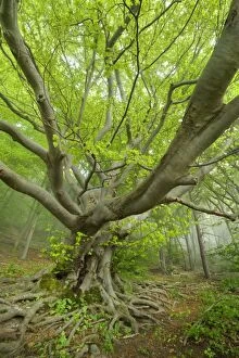 Images Dated 28th April 2011: Beech Trees - morning fog in forest - in Spring