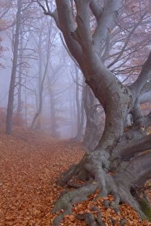 Images Dated 7th November 2011: Beech Trees - path in forest with morning fog