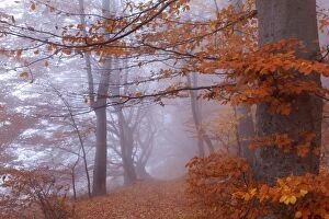 Images Dated 7th November 2011: Beech Trees - path in forest with morning fog