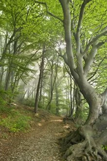 Images Dated 28th April 2011: Beech Trees - path in forest with morning fog