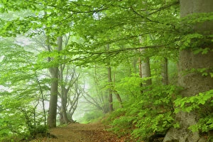 Beech Trees - path in forest with morning fog in Spring