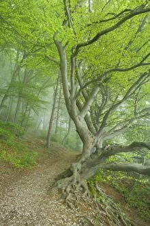 Images Dated 28th April 2011: Beech Trees - path in forest with morning fog in Spring