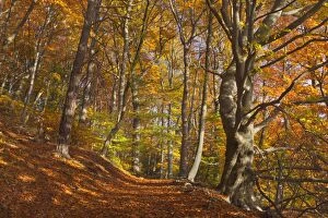 Beech Trees by path / hiking trail in forest Autumn