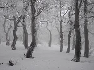 beech trees in winter with hoar frost, Bournak, Chech Repu