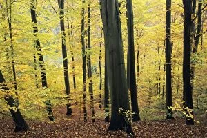 Beeches Gallery: Beech Trees - woodland in autumn