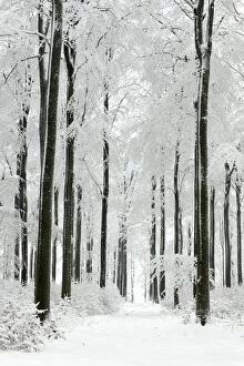 Beeches Gallery: Beech Trees - woodland covered in winter snow