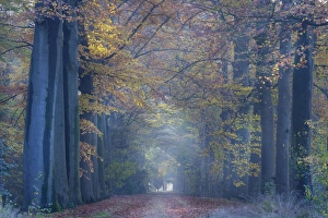 Images Dated 4th November 2008: Beech Trees - woodland path - Belgium