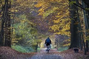 Images Dated 8th November 2008: Beech Trees - woodland path with cyclists