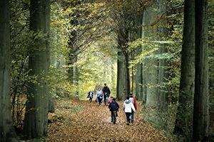 Beeches Gallery: Beech Trees - woodland path with walkers