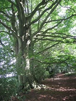 Images Dated 24th September 2006: Beech Trees - on wooodland boundary bank - on the Weald - Sussex - UK