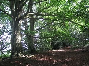 Images Dated 24th September 2006: Beech Trees - on wooodland boundary bank - on the Weald - Sussex - UK
