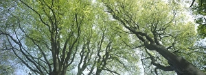 Beech Collection: Beech Trees - Young emergent leaves